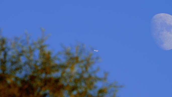黄昏-一架客机从月亮与树梢间飞过