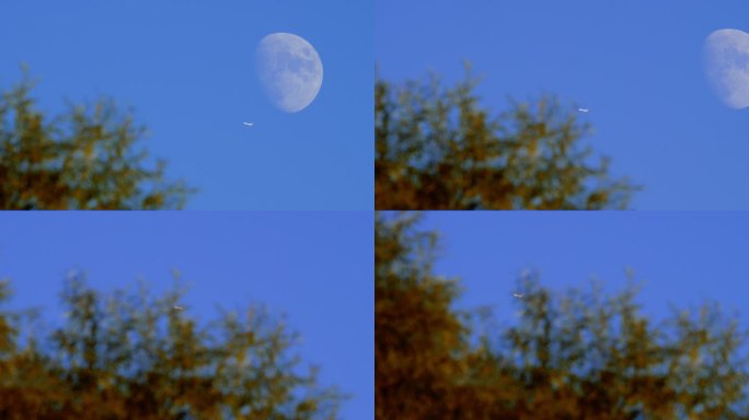 黄昏-一架客机从月亮与树梢间飞过