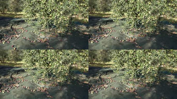 收获时慢动作，橄榄落在网上。