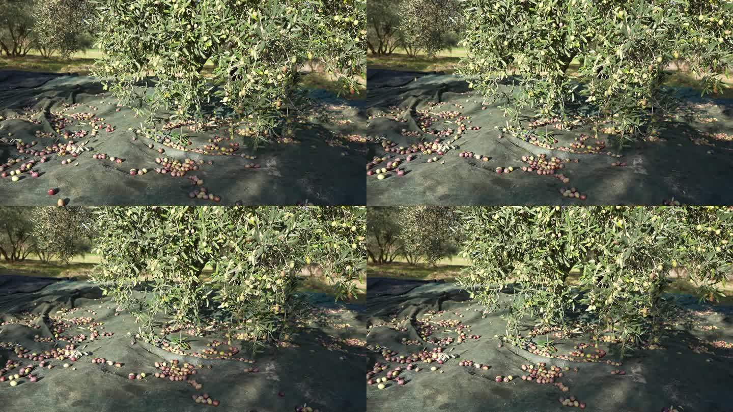 收获时慢动作，橄榄落在网上。