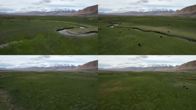 新疆航拍草原俯拍牛羊雪山
