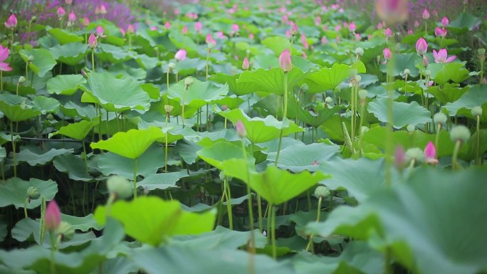 农村荷花向日葵 蔬菜基地