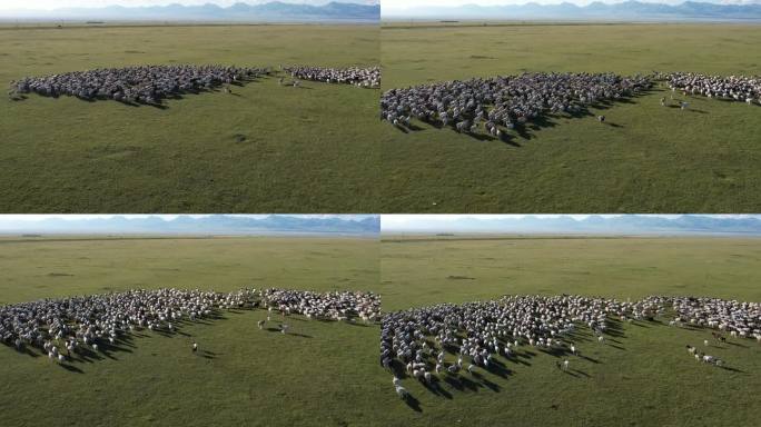 新疆航拍大草原羊群跟拍画面