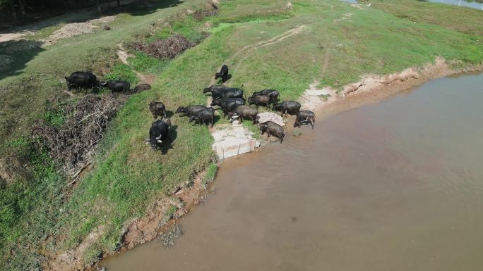 草地散养水牛泡水中的水牛无人机航拍4K
