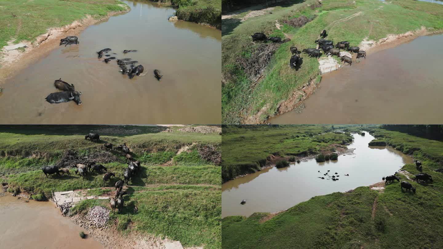 草地散养水牛泡水中的水牛无人机航拍4K