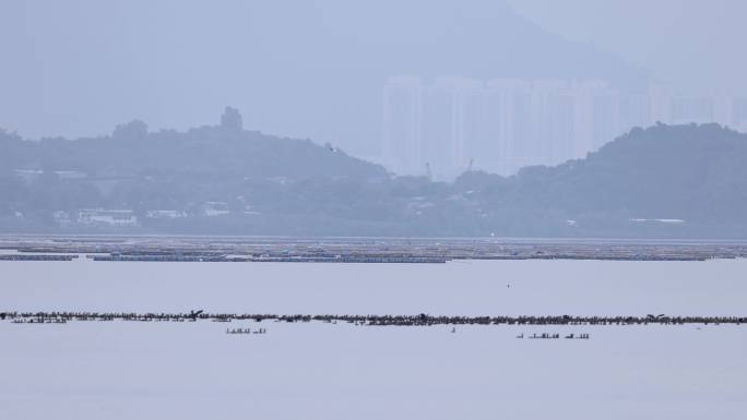 2022年11月第一批深圳湾鸬鹚群