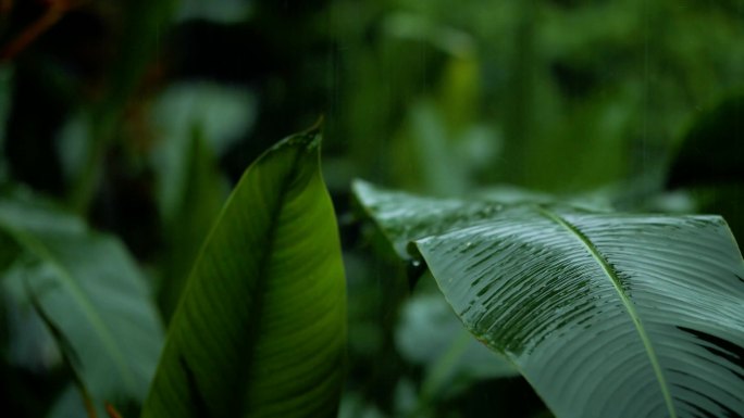 雨滴在芭蕉叶上春天细雨无声素材