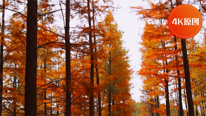 秋天唯美的红杉树林
