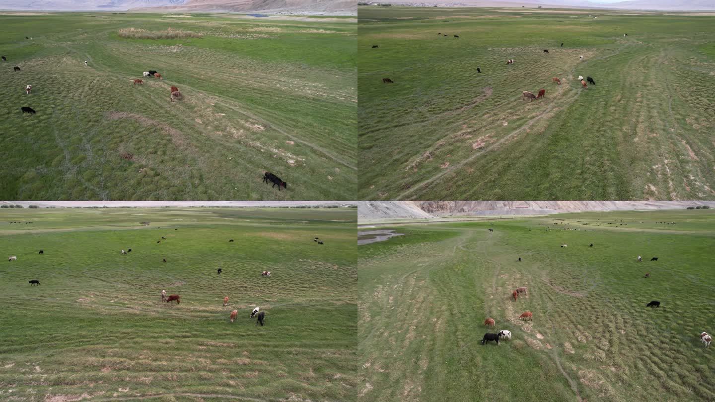 新疆草原牛羊航拍环绕画面