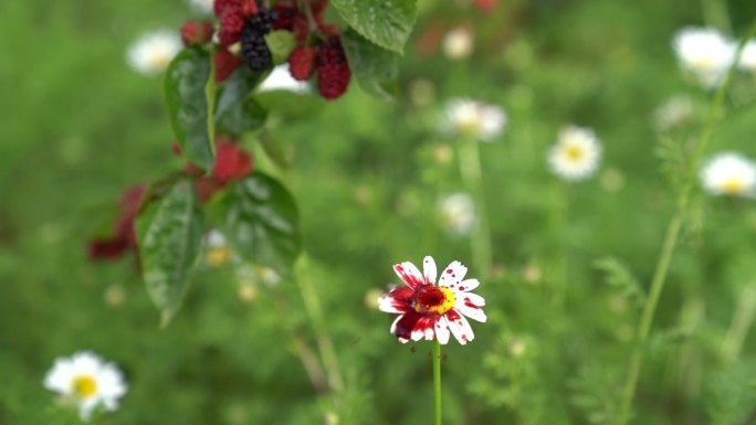 特写高清视频雏菊花桑葚果