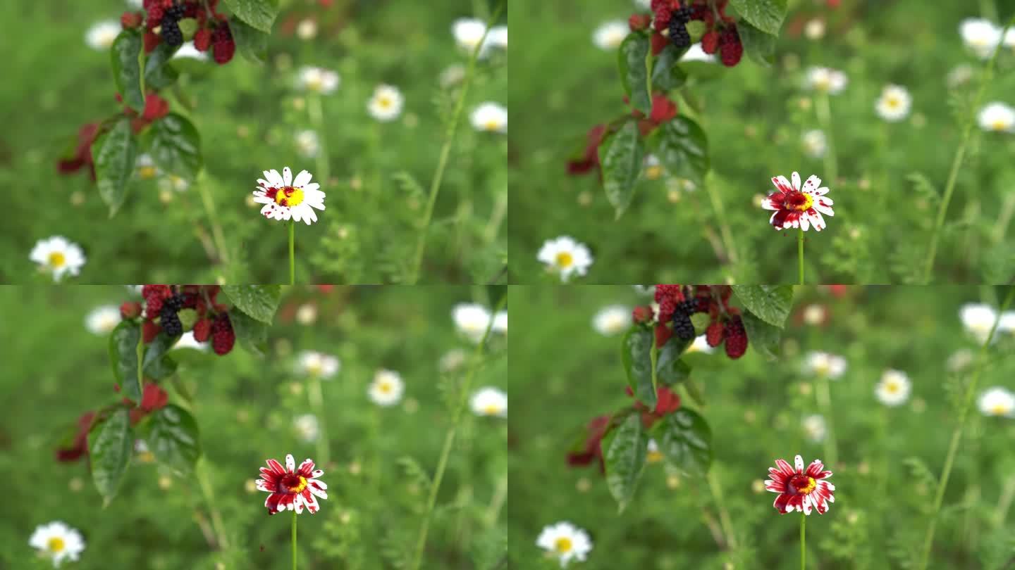 特写高清视频雏菊花桑葚果