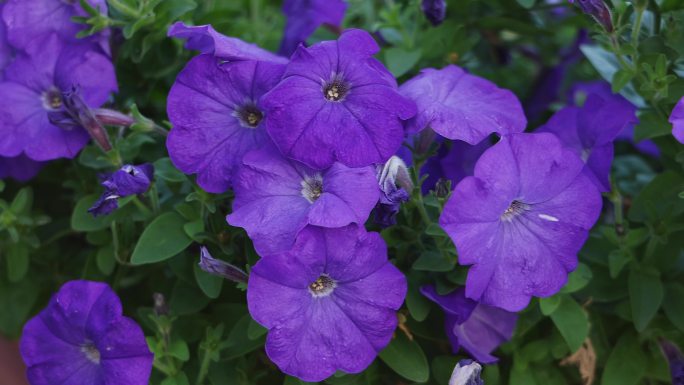 牵牛花开花植物 紫色喇叭花