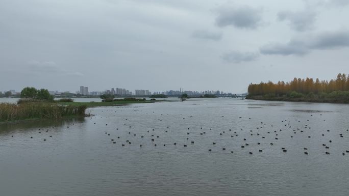 航拍襄阳汉江国家湿地公园鸬鹚斑嘴鸭候鸟