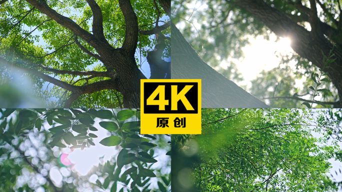 参天大树 唯美阳光穿过森林