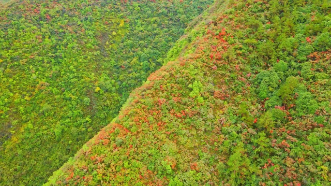 航拍巫峡红叶