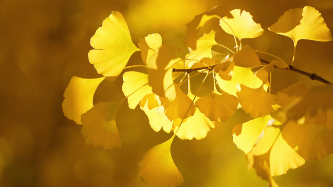 秋天唯美意境阳光树叶空镜合集