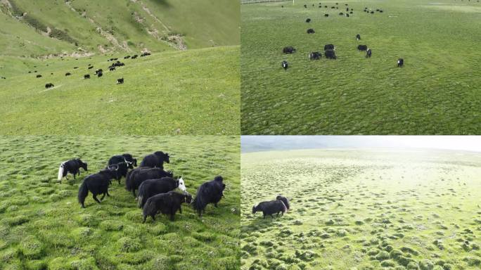西藏牦牛群