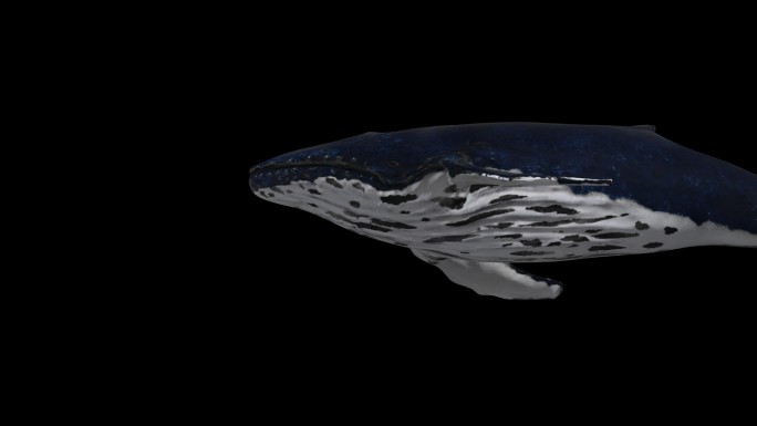 3D蓝鲸缓慢游动