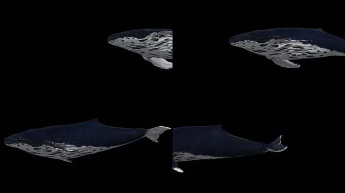 3D蓝鲸缓慢游动
