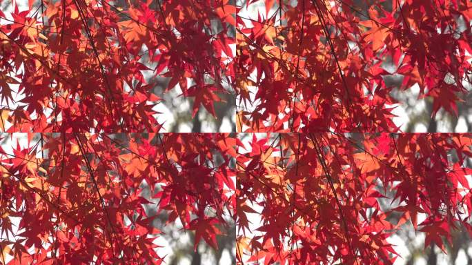 金秋亮丽的红色枫树叶红叶
