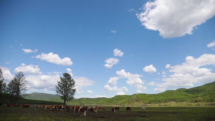 草原 树林 牛群  内蒙古 山谷 牧场