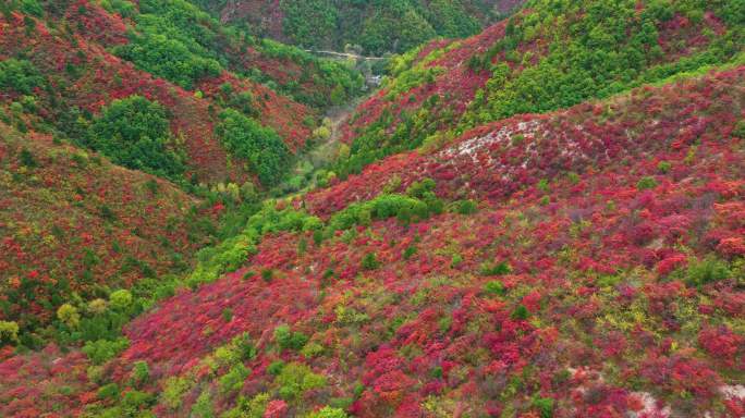 满山红叶震撼航拍群山7