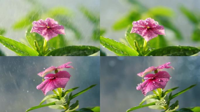 浇花 水滴 透亮 生命 细雨