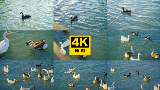 天鹅 黑天鹅 鸭子 鹅群  鸭群