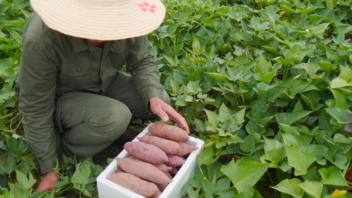 沙地紫薯