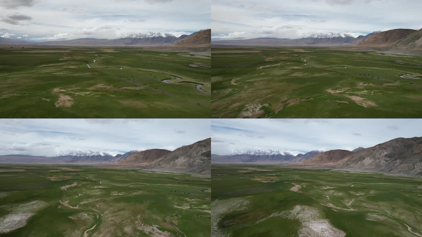 新疆草原牛羊航拍大景环绕画面