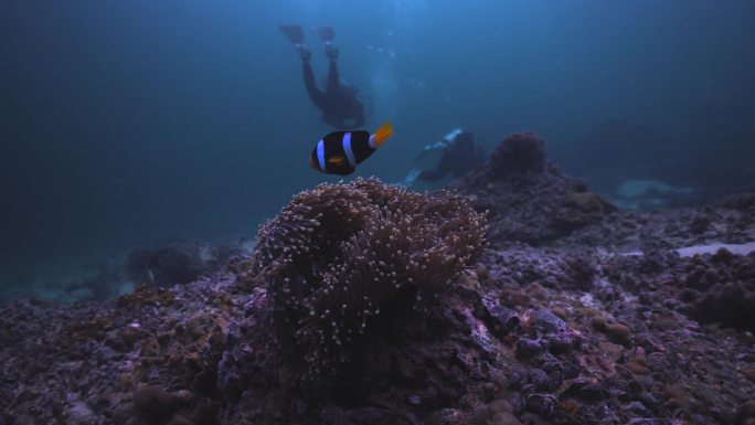 银莲花和海葵海底世界潜水探索唯美热带鱼