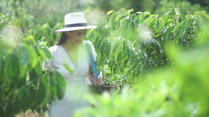 阳光明媚的一天，女游客在咖啡树上采摘红浆果和咖啡豆。