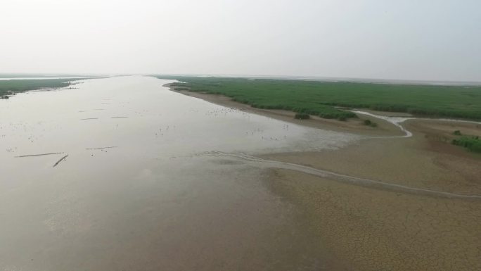 滩涂 湿地飞鸟 生态保护 鸟类 野生动物