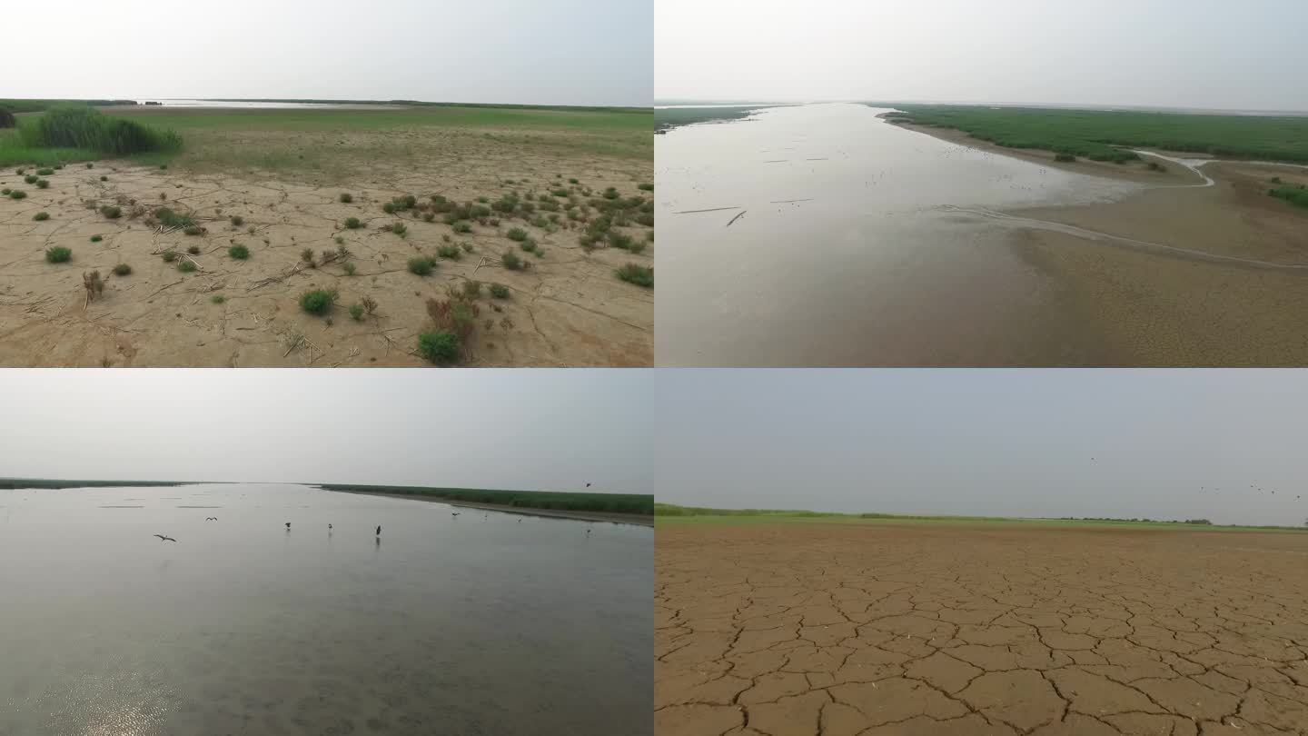 滩涂 湿地飞鸟 生态保护 鸟类 野生动物