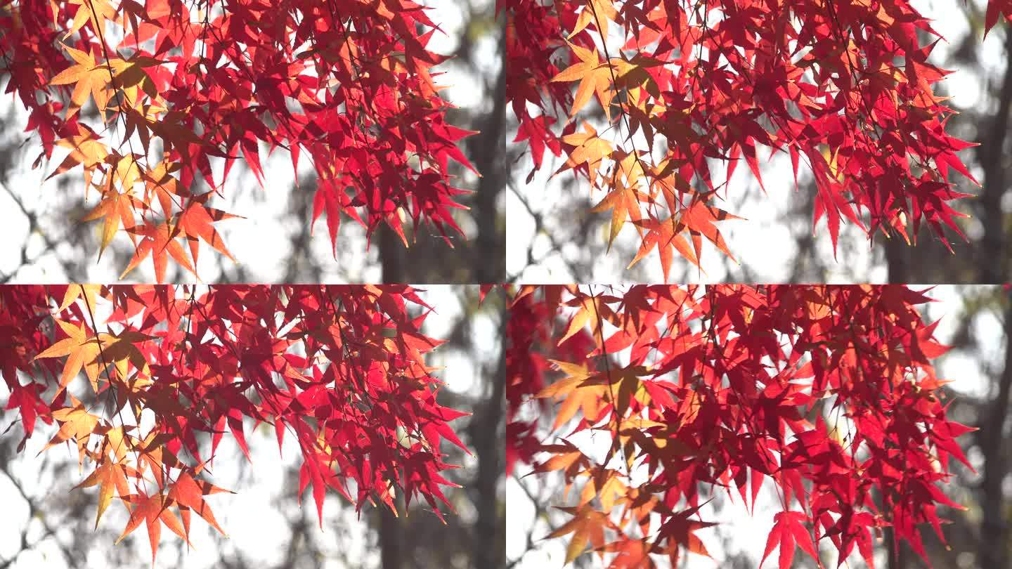 金秋亮丽的红色枫树叶红叶2