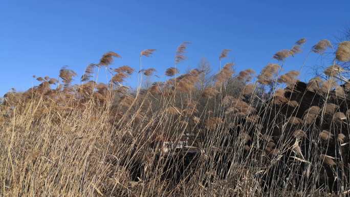 实拍秋季芦苇草