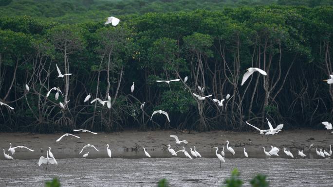 红树林湿地白鹭起舞慢镜头