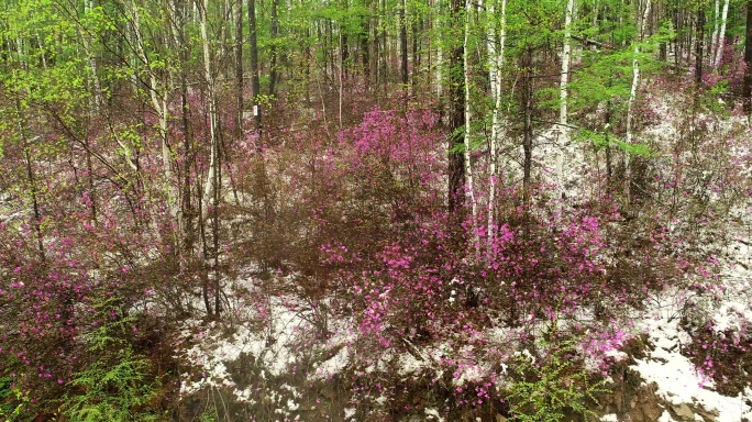 大兴安岭森林花丛春雪