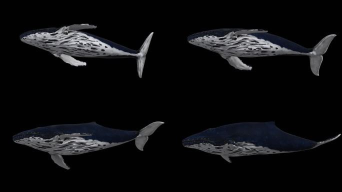 巨型鲸鱼游动