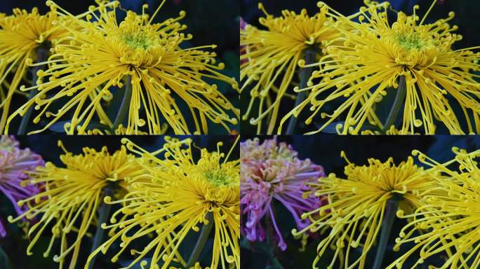 实拍唯美菊花  菊花田 菊花视频实拍素材