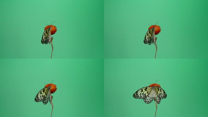 红花上美丽的纸风筝蝴蝶