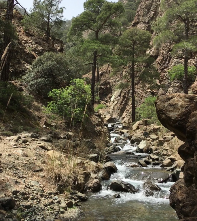 手持式拍摄岩石小溪清澈的河水在巨石之间翻滚，远处的悬崖和高大的老松树后面的山脊