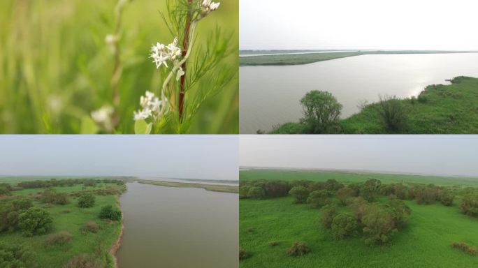 入海口 湿地 生态 鸟类栖息地生态旅游区