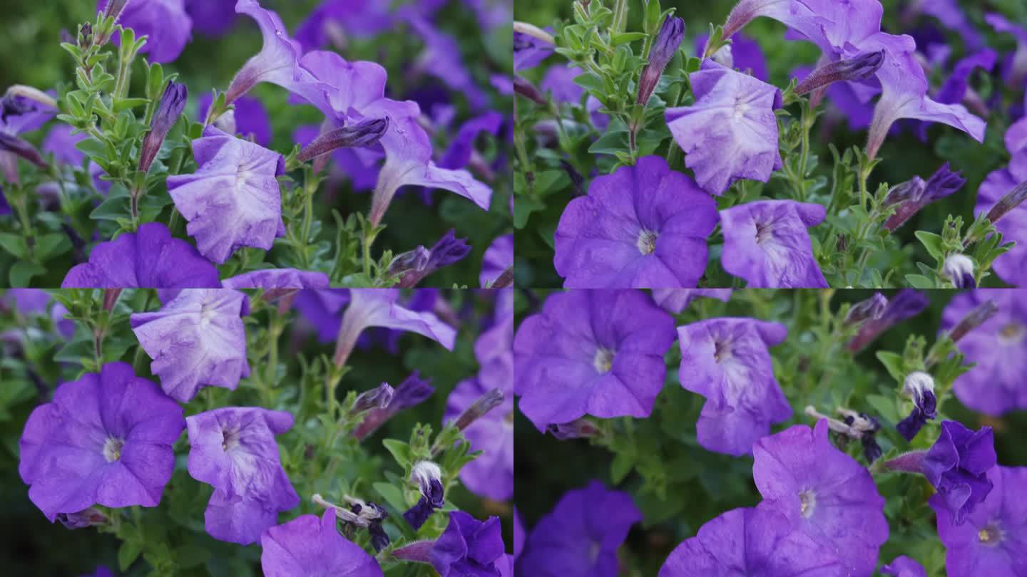 紫色喇叭花 牵牛花开花植物