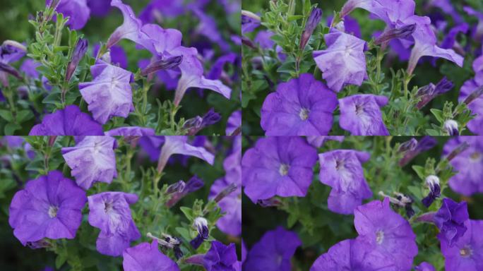 紫色喇叭花 牵牛花开花植物