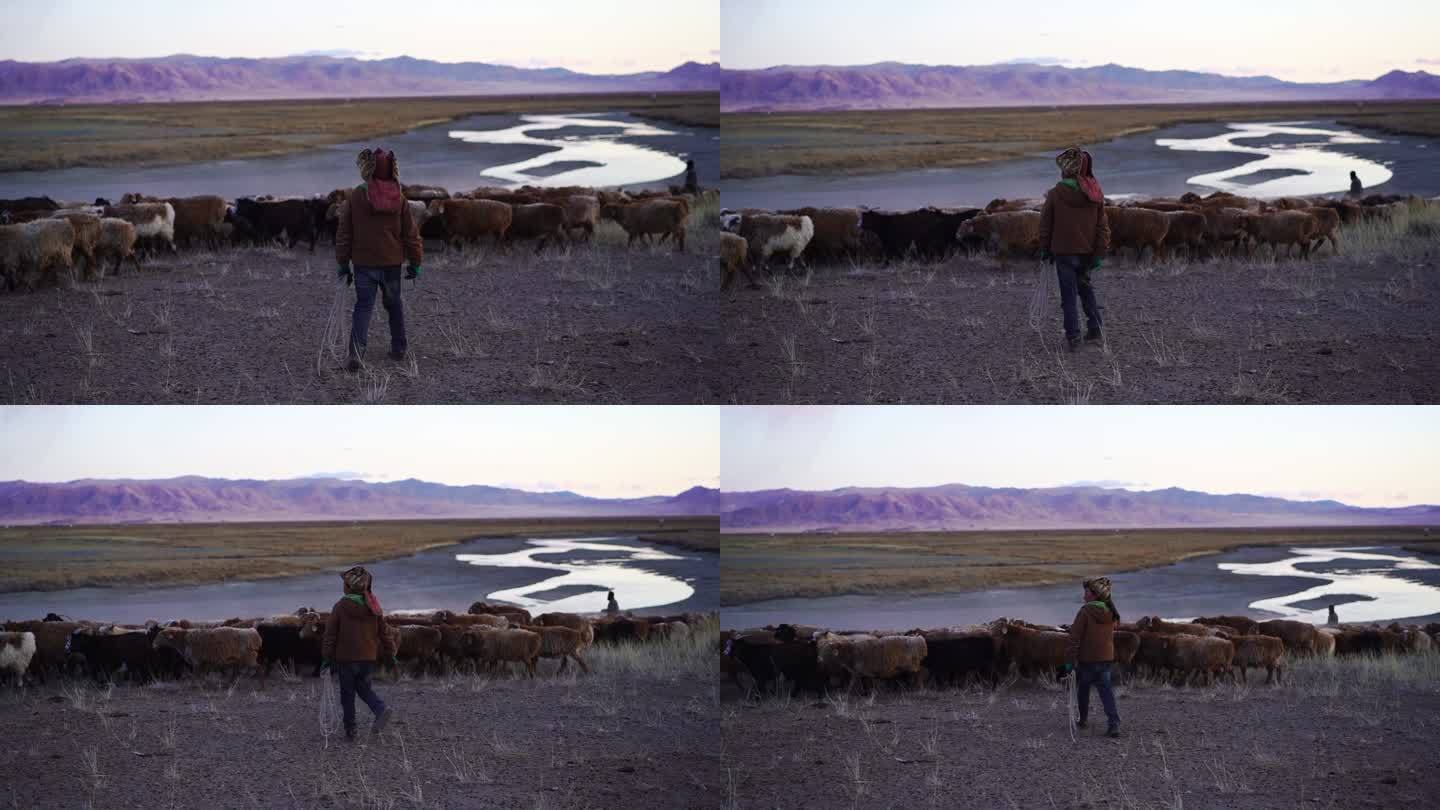 日落时分在蒙古牧场上牧羊的男孩