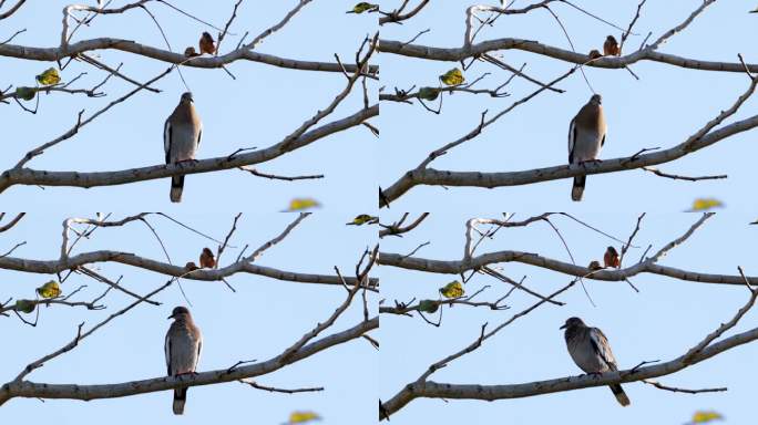 墨西哥科巴白翼鸽鸟停在树枝上