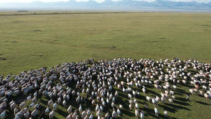 新疆航拍草原羊群跟拍画面