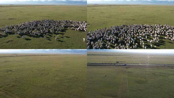 新疆航拍草原羊群跟拍画面