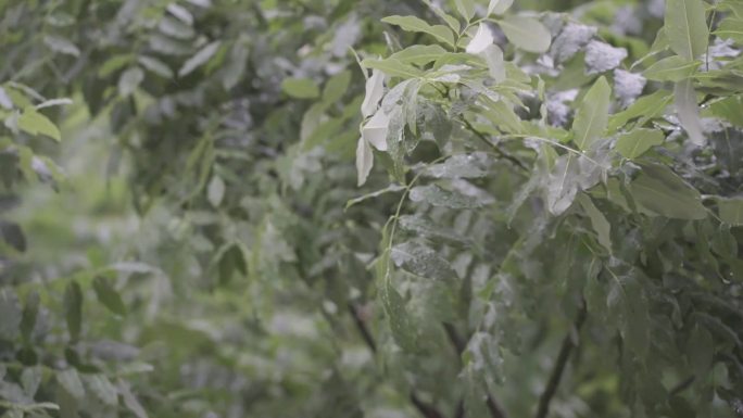 窗外暴雨